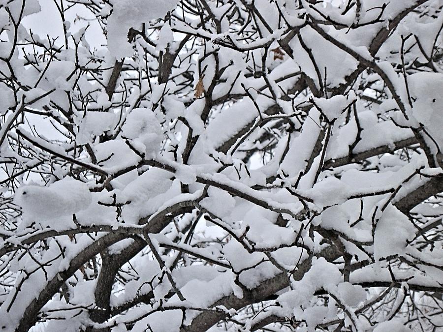 Snow Branches 2-1-15 Digital Art by Doug Morgan