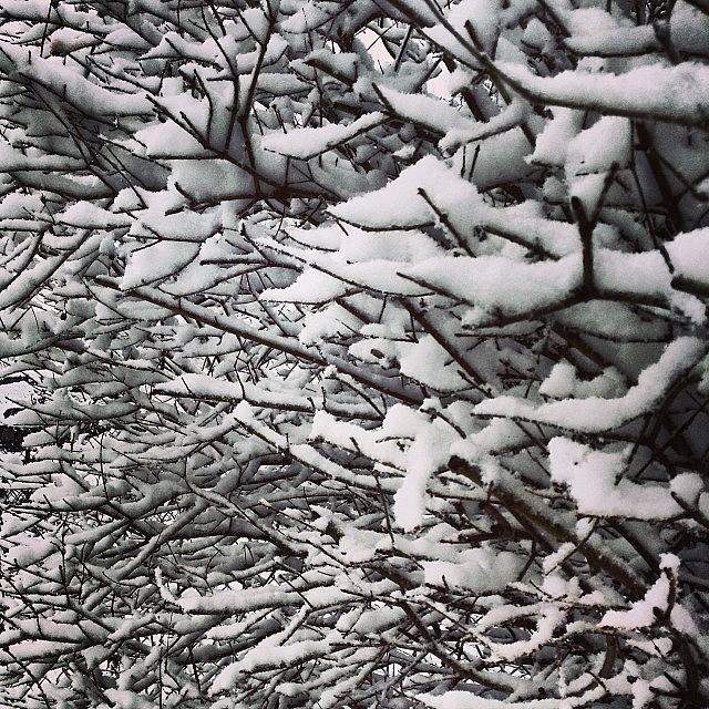 Nature Photograph - #snow #branches #nature #winter2014 by Christopher Adamo-Rocco
