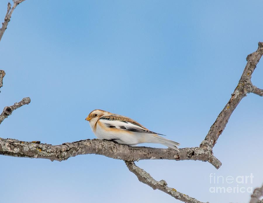 Snow Bunting Beauty Photograph by Cheryl Baxter