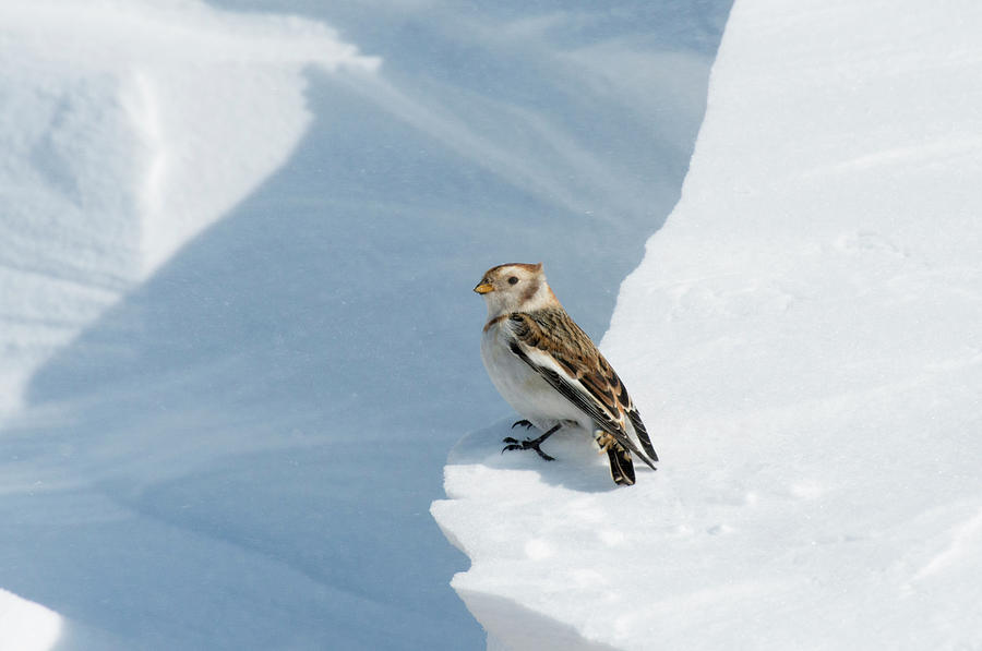 Snow Bunting Photograph by Duncan Shaw