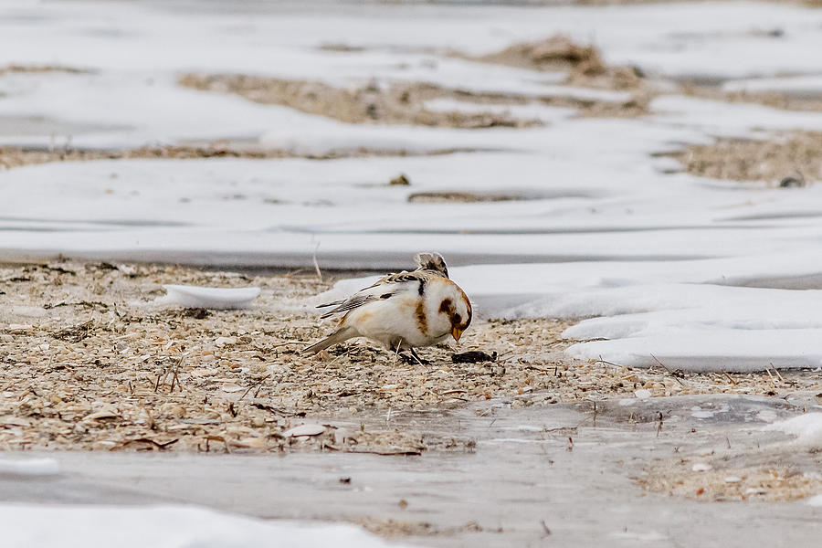 Snow Bunting foraging Photograph by SAURAVphoto Online Store