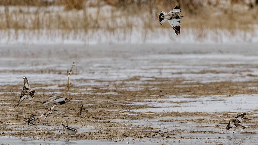 Snow bunting in flight Photograph by SAURAVphoto Online Store