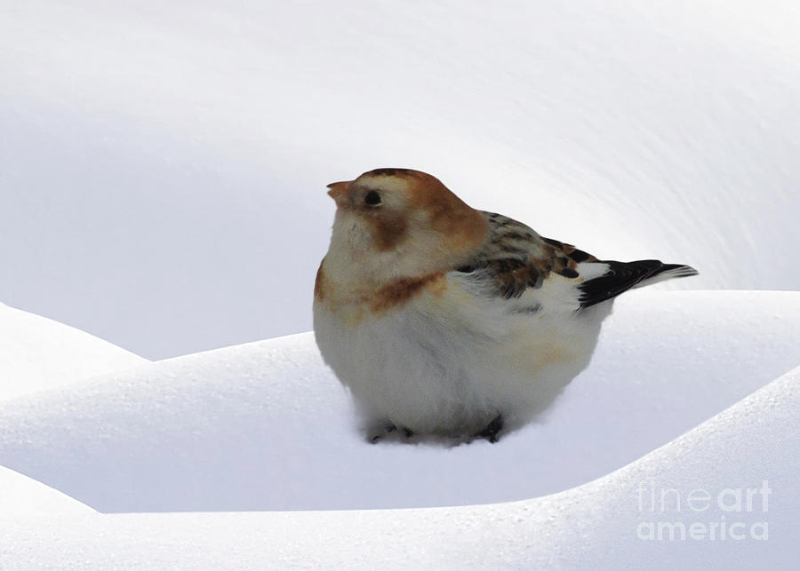 Snow Bunting Photograph by Mim White