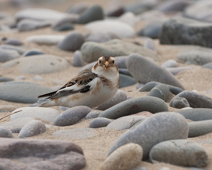 Snow Bunting  Photograph by Paul Scoullar