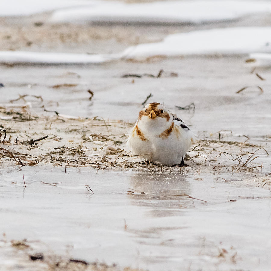 Snow Bunting Photograph by SAURAVphoto Online Store