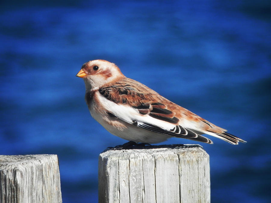 Snow Bunting Photograph by Zinvolle Art