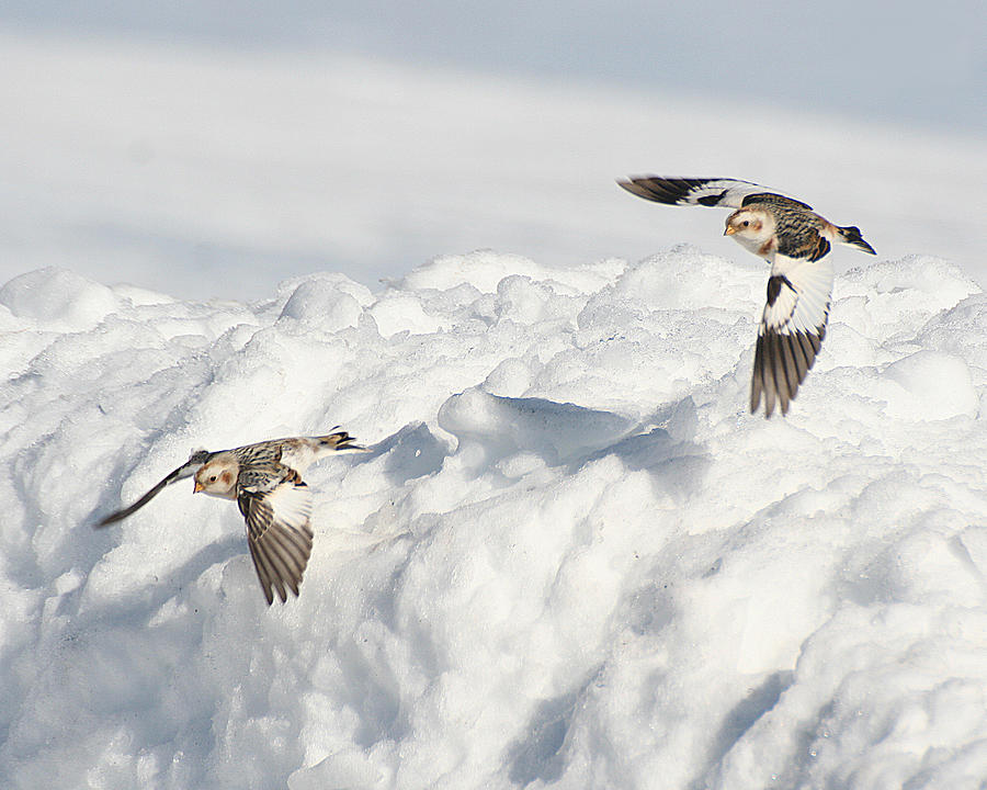 Snow Buntings in Flight Photograph by William Selander