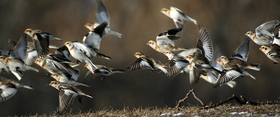 Snow Buntings Taking Flight Photograph by William Selander