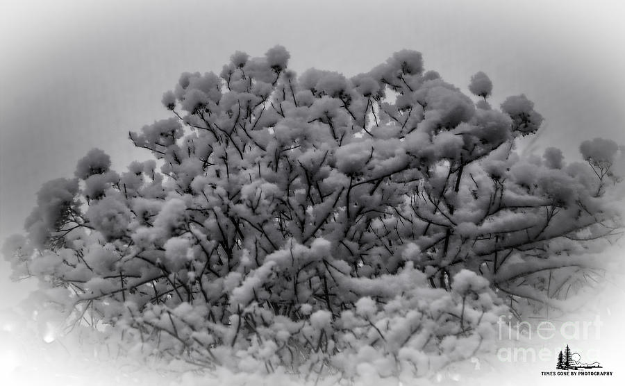 Snow Bush Photograph by Grace Grogan