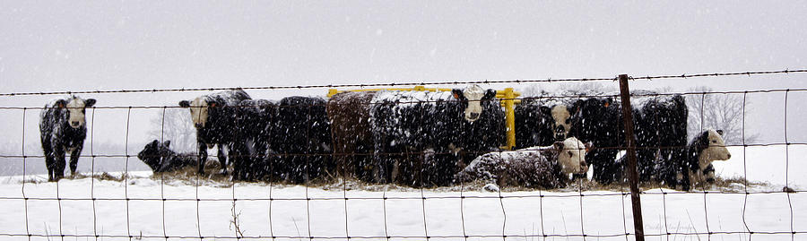 Cow Photograph - Snow Calves by Cricket Hackmann