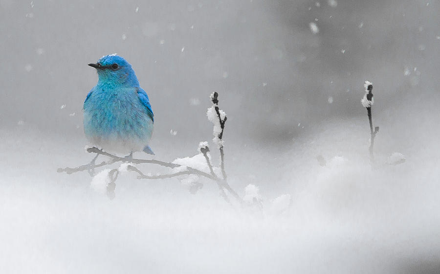 Yellowstone National Park Photograph - Snow capped Bluebird  by Kevin Spriggs