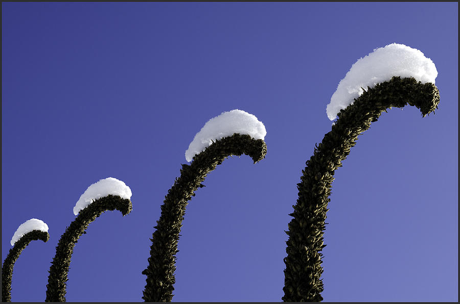 Winter Photograph - Snow Capped Dinosaurs  by G Humeston