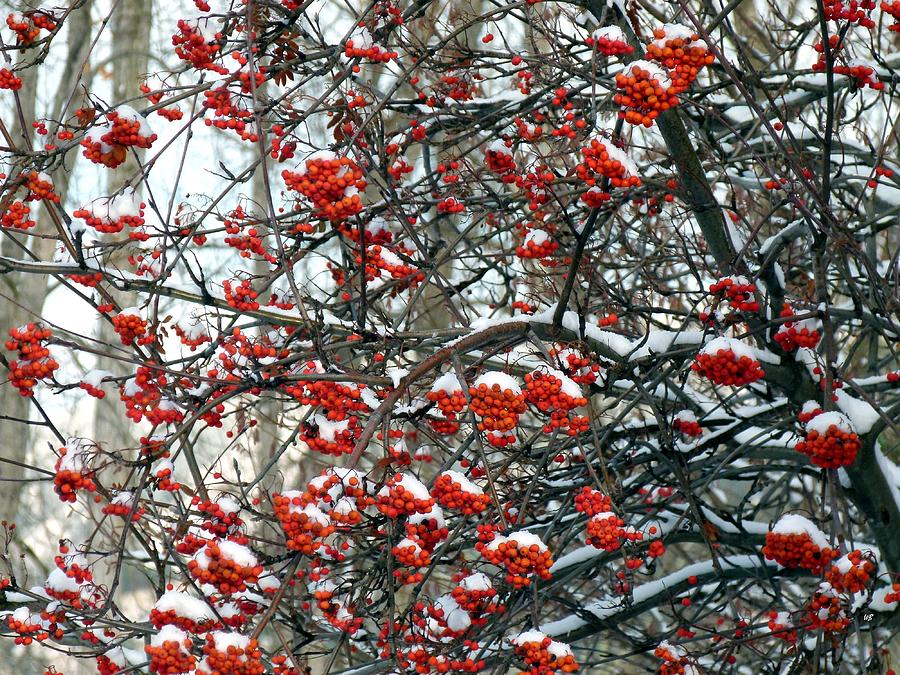 Tree Photograph - Snow- Capped Mountain Ash Berries by Will Borden
