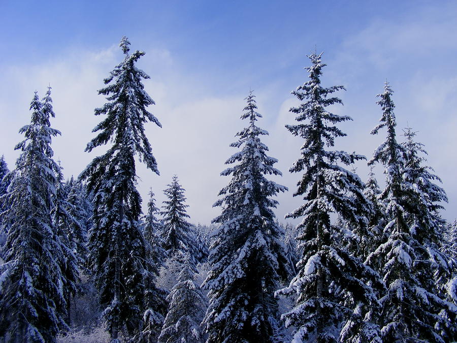 Winter Photograph - Snow Capped Trees by Becca Fieken