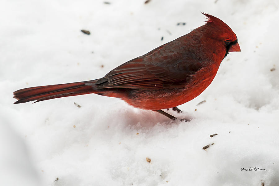Snow Cardinal Photograph by Ed Peterson