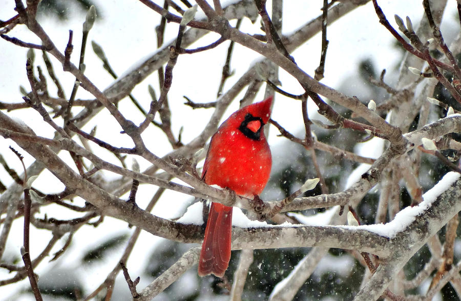 Nature Photograph - Snow cardinal by Sallie Woodring