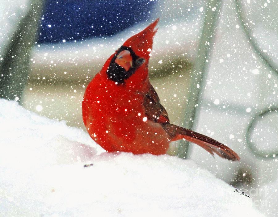 Snow Cardinal Photograph by Yumi Johnson
