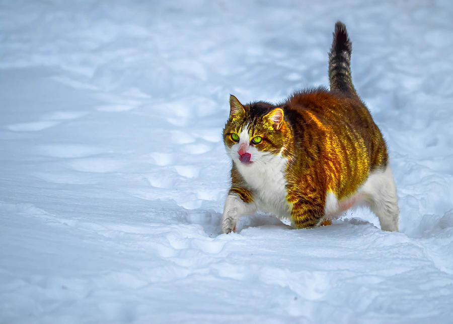 Snow Cat Photograph by Brian Stevens