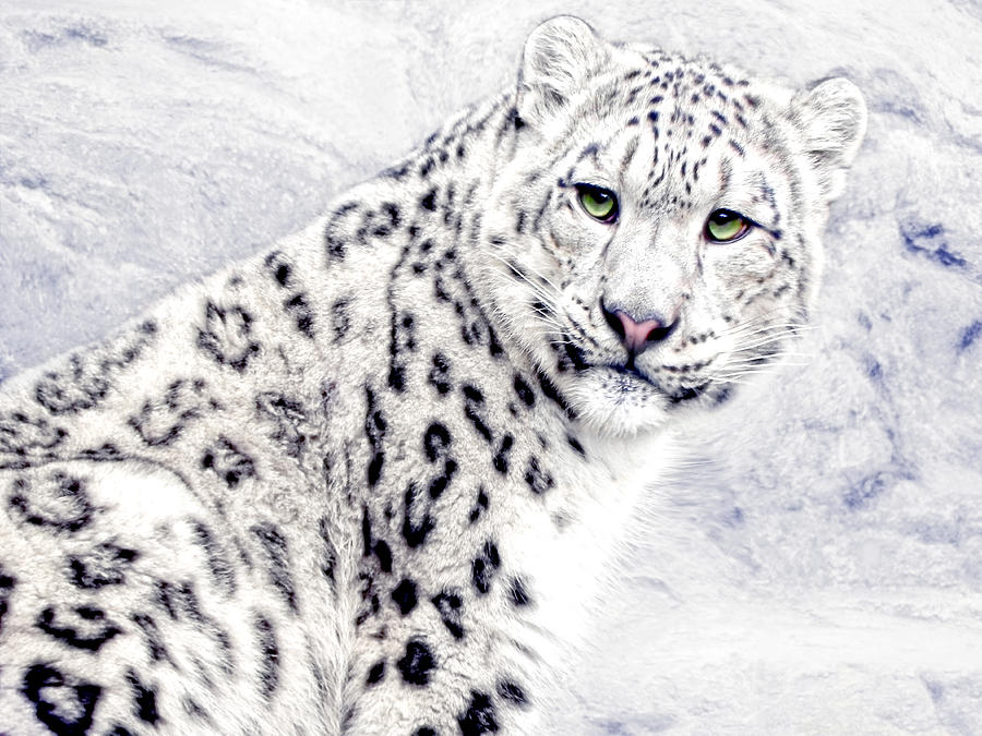 Animal Photograph - Snow Cat by Joachim G Pinkawa