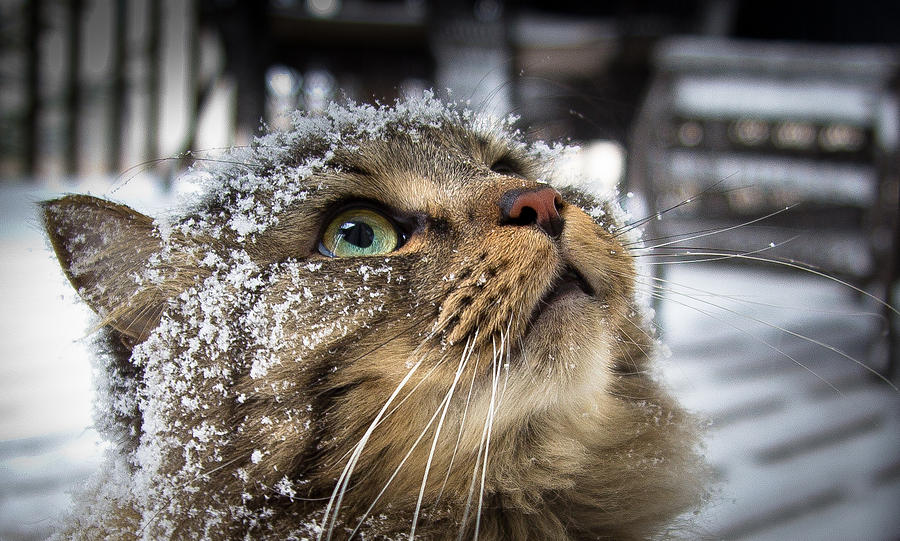 Cat Photograph - Snow Cat by Shane Holsclaw