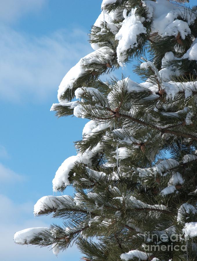 Snow-Clad Pine Photograph by Ann Horn