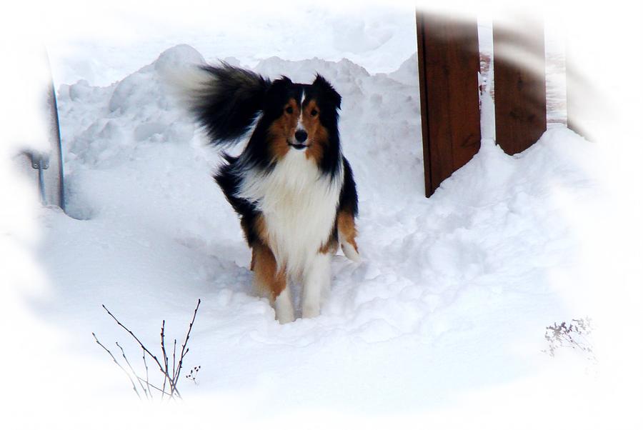 Animal Photograph - Snow Collie by Zinvolle Art