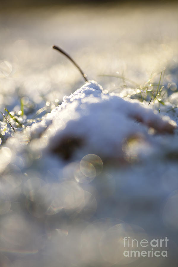 Winter Photograph - Snow Cover by Sue OConnor