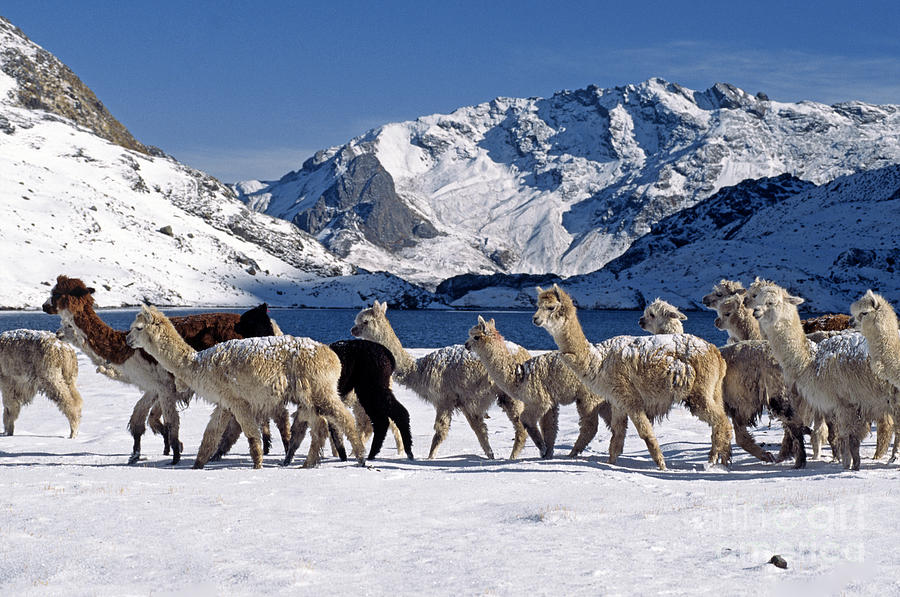 Snow Covered Alpacas Peru Photograph by Craig Lovell