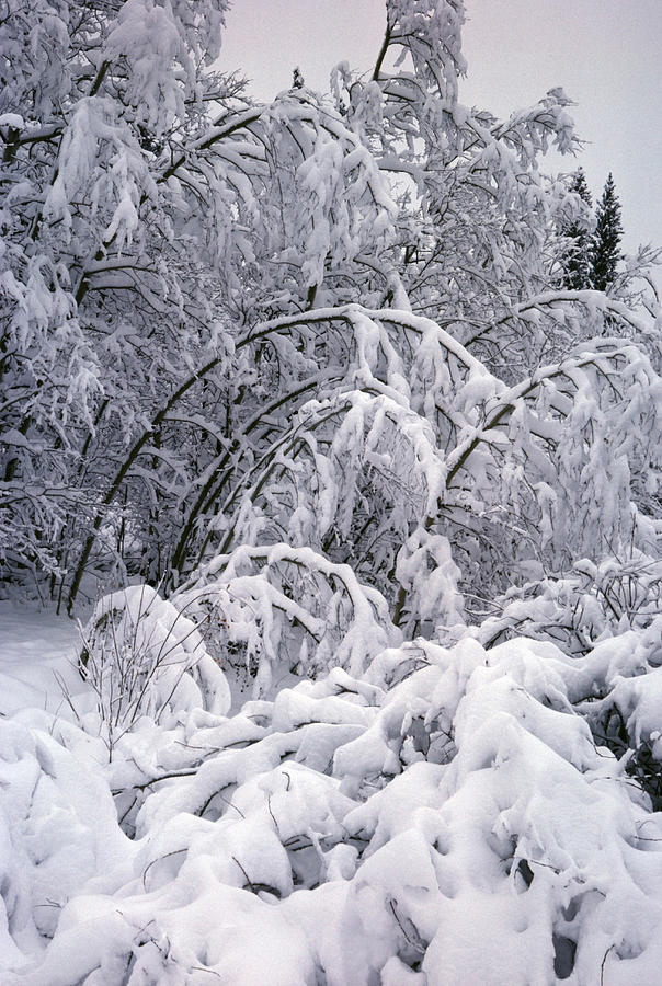 Snow-covered Aspen Photograph by Robert and Jean Pollock