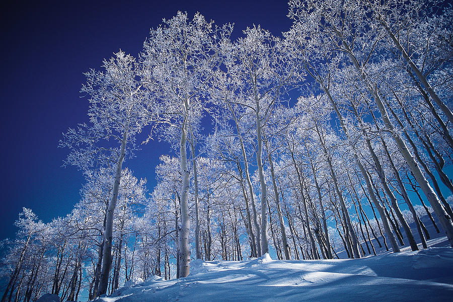 Snow Covered Aspens Photograph by Richard Cheski