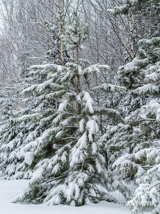 Snow Covered Beauty Photograph by Upper Peninsula Photography - Fine ...