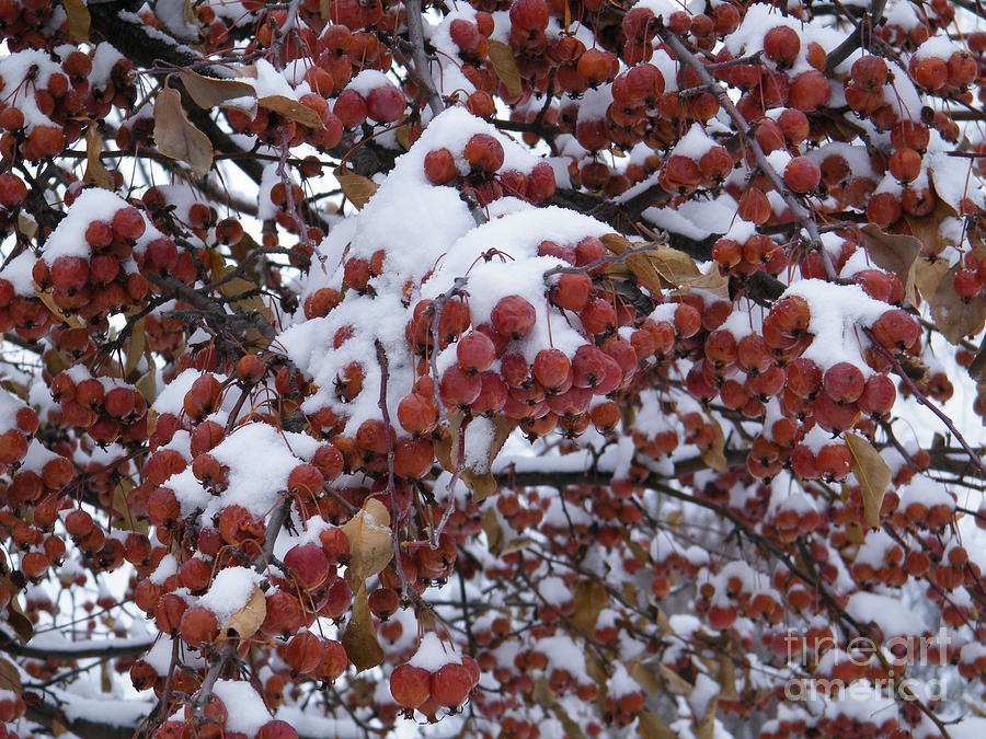 Snow covered Berries by Ronda Douglas Snow covered Berries by Ronda Douglas