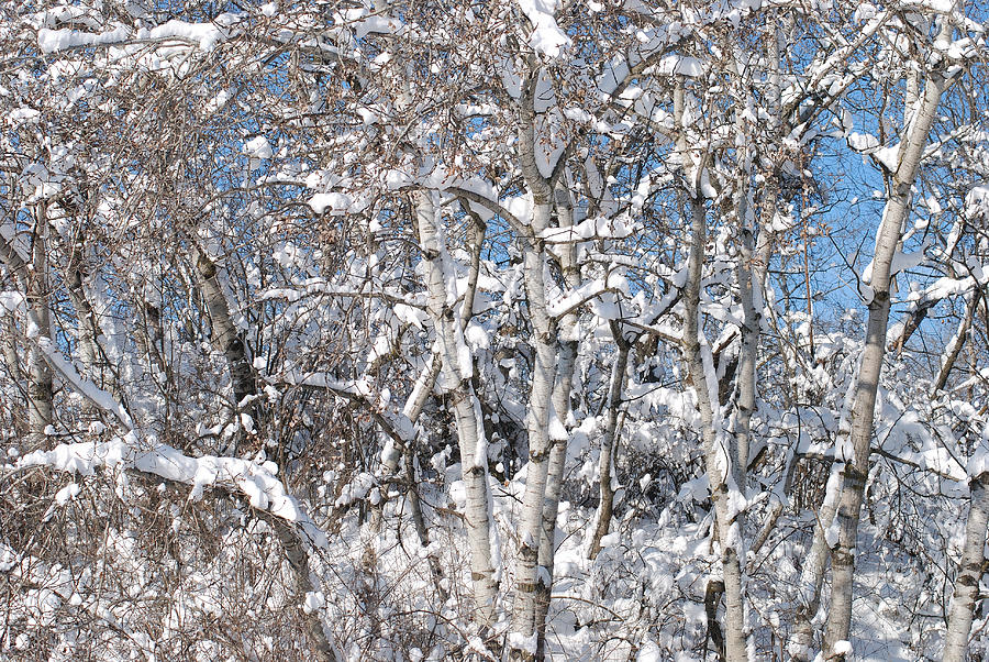 Winter Photograph - Snow Covered Birch Trees by Janice Adomeit