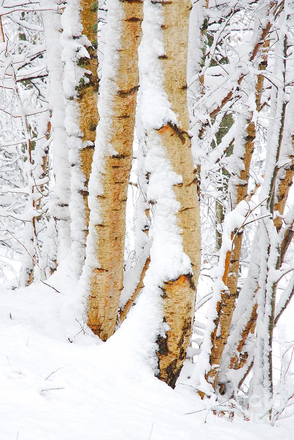 Как выглядит осина дерево фото зимой