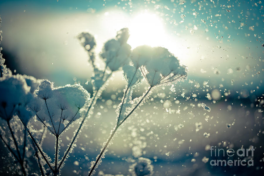 Snow covered branch against defocused background.  Photograph by Raimond Klavins