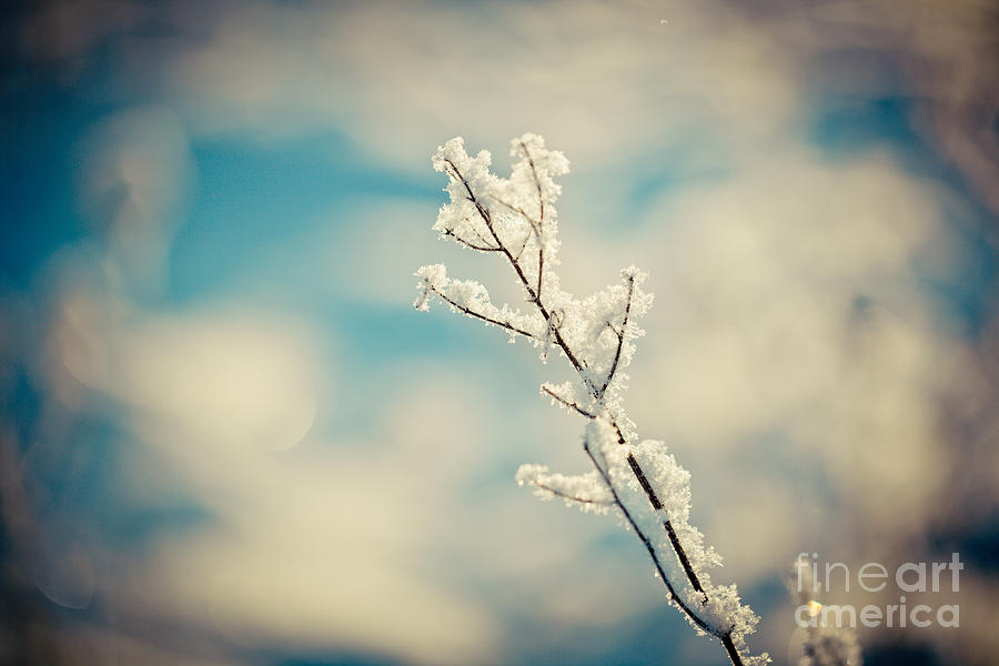 Snow covered branch artmif Photograph by Raimond Klavins