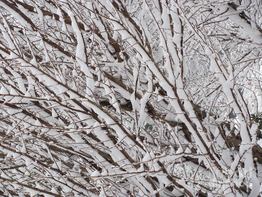 Snow Covered Branches Photograph by Anita Adams