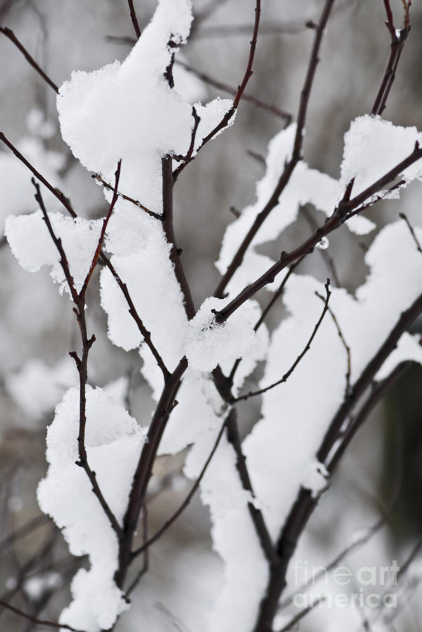 Winter Photograph - Snow covered branches by Elena Elisseeva