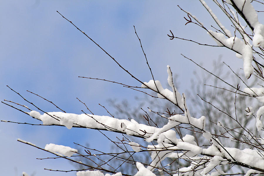 Snow Covered Branches Photograph by Karen Adams