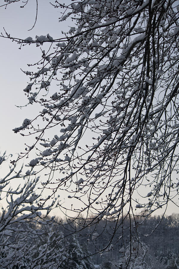 Snow Covered Branches Photograph