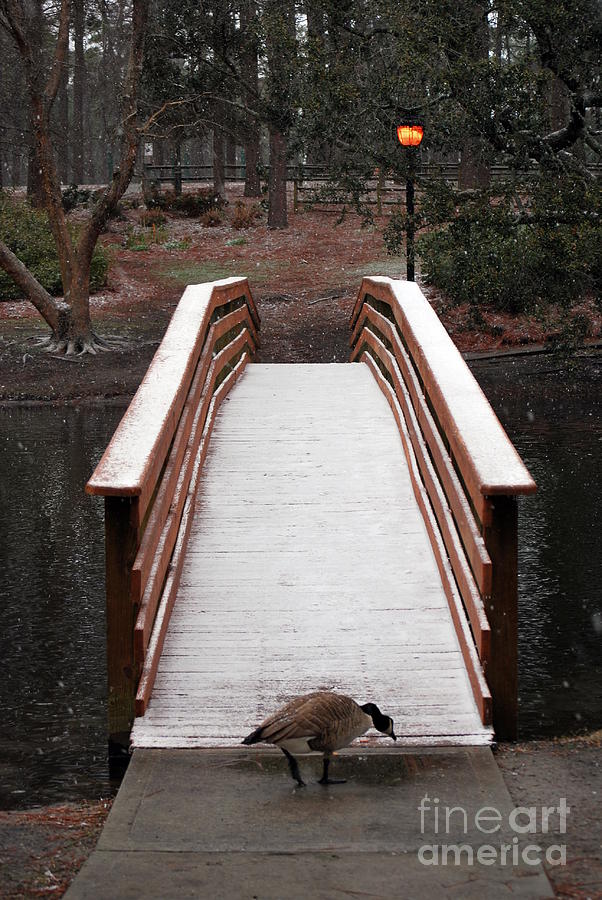 Goose Photograph - Snow Covered Bridge by Bob Sample
