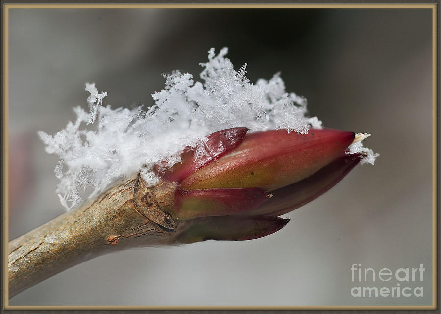 Snow Covered Bud Photograph by Bobbie Turner