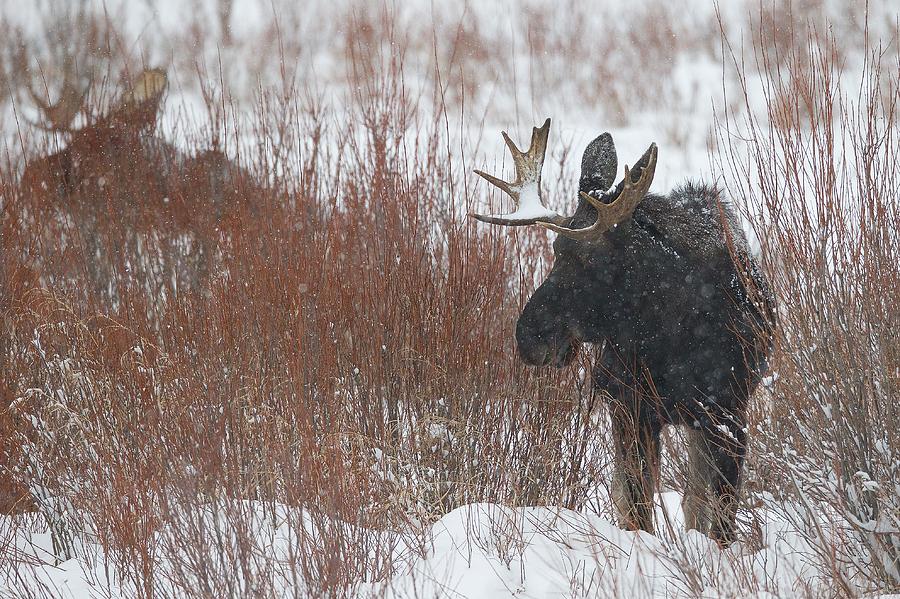 Snow Covered Bull Moose in a Snowstorm Photograph by Christopher ...