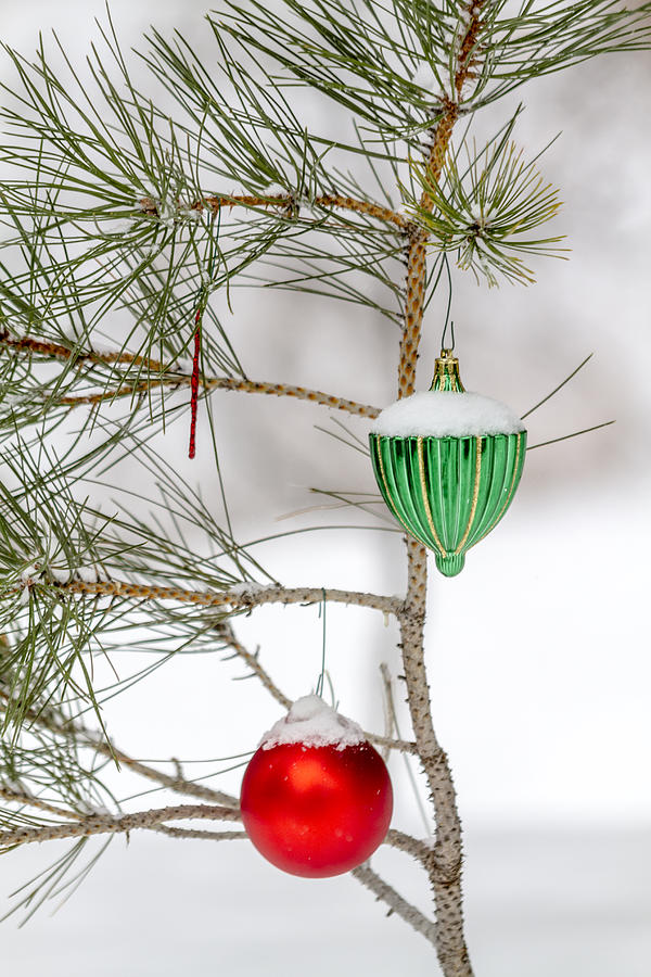 Snow Covered Christmas Ornaments Photograph by Teri Virbickis