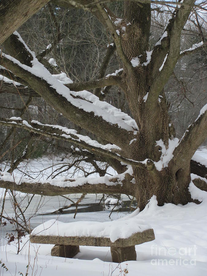 Snow Covered Climbing Tree Photograph by Anita Adams
