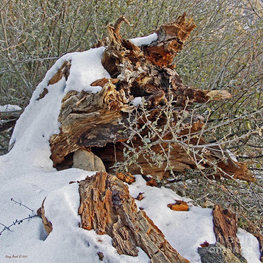 Snow Covered Fallen Tree Stump in the Lake Arrowhead Forest in California Photograph by Kenny Bosak