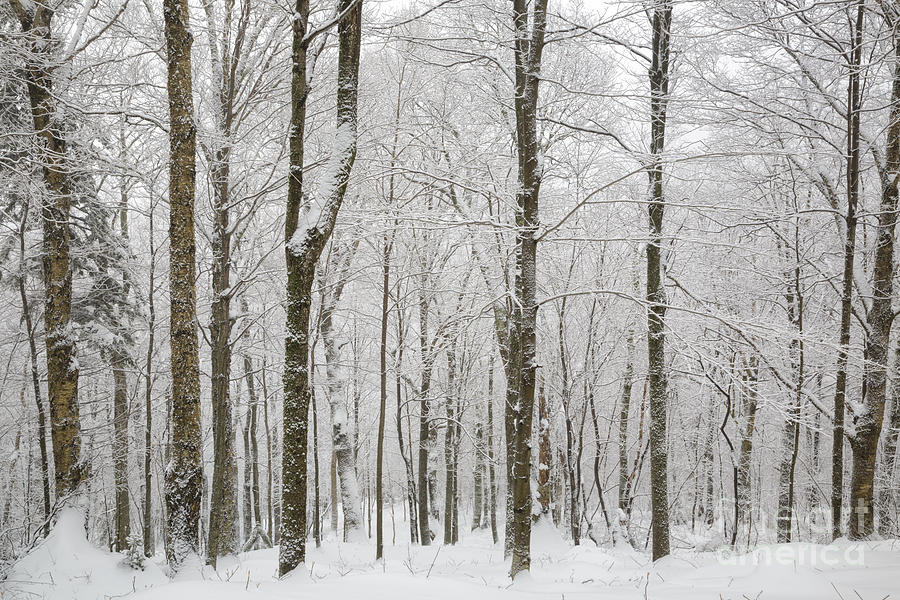 Nature Photograph - Snow-covered Forest - Franconia New Hampshire USA by Erin Paul Donovan