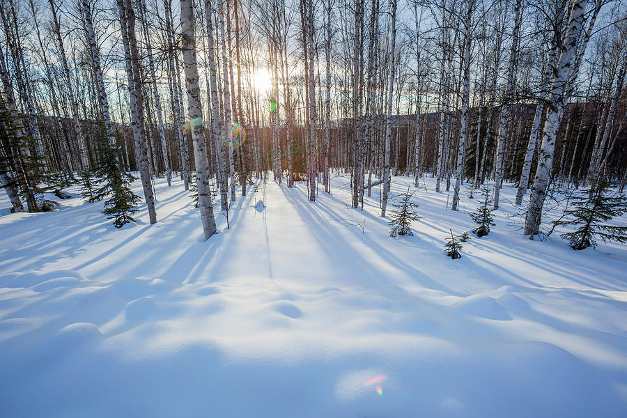 Snow Covered Forest With Afternoon Sun Photograph by Bob Stefko