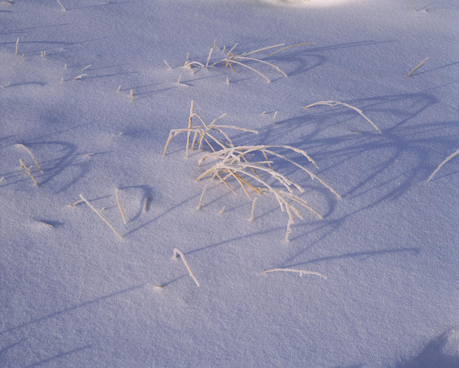 Crater Lake National Park Photograph - Snow Covered Grass On South Rim, Crater by Panoramic Images