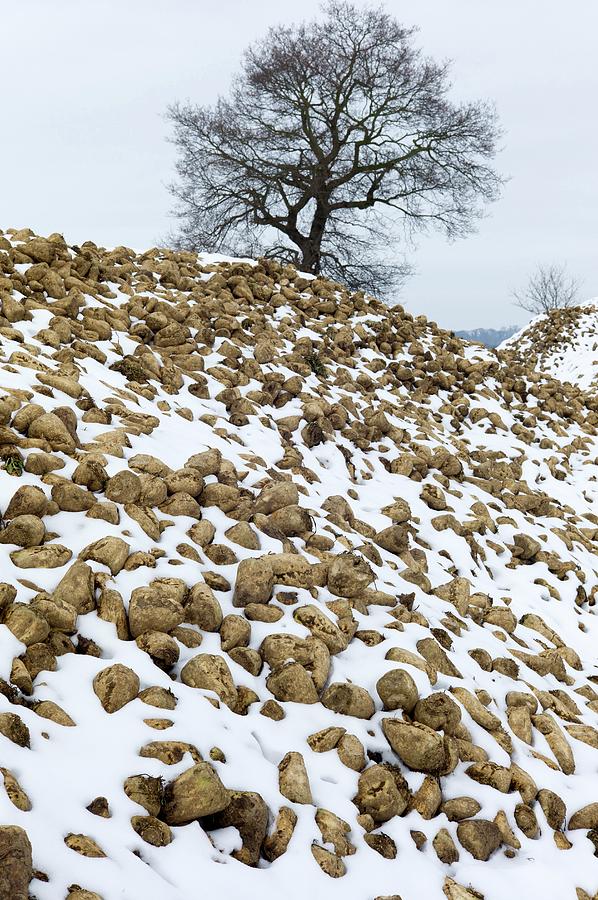 Snow-covered Heap Of Sugar Beet Photograph by Dr Jeremy Burgess/science Photo Library